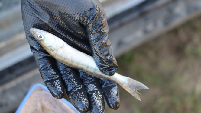 Tuvplāns ar cilvēka roku melnā cimdā, kas tur zandarta mazuli